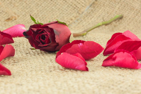 Red rose petals falling on a piece of vintage sackcloth.