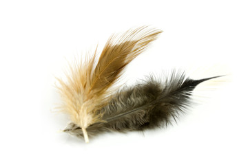 chicken feather on a white background.