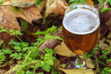 Beer in autumn forest