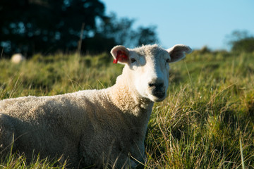 Sheep Party 5