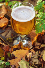 Beer in autumn forest