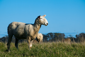 Obraz premium Sheep Party 6