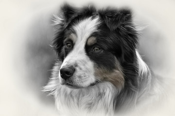 Fototapeta premium Australian Shepherd
