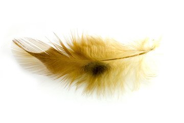 chicken feather on a white background.