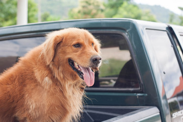 Golden retriever sitting in the car on vacation.