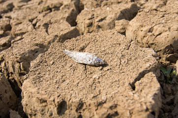 Global warming, Drought.