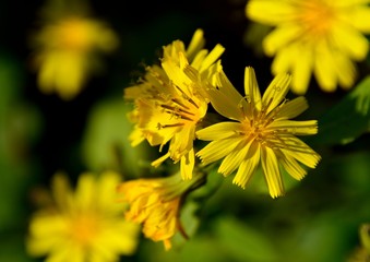 黄色い花を咲かせるヤクシソウ