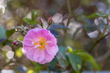 Pink Rose with sparkling bokeh