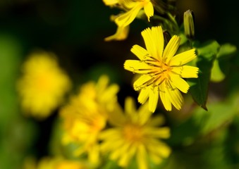 黄色い花を咲かせるヤクシソウ