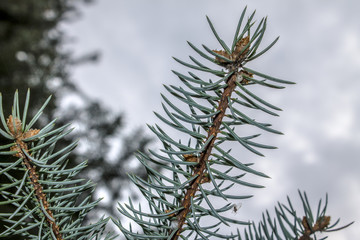Twig coniferous © Heroc
