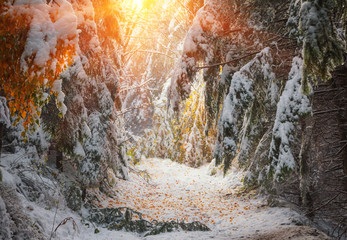 The first snow in the autumn forest  at mountains. Colorful fallen leaves in the sunlight.