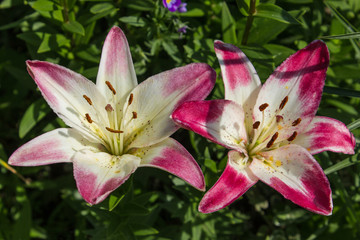 Two Asian lilies. The white and pink lilies. 