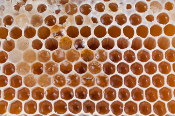 honey bee texture for background