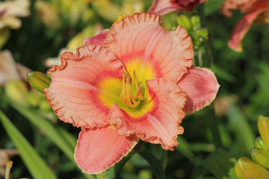 Daylily peach-pink color. Beautiful daylily in the summer garden. © ShooterAlex
