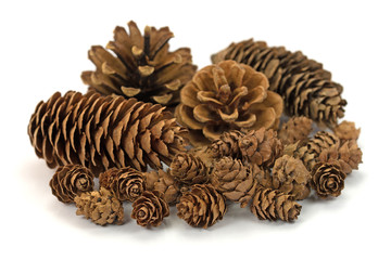 Zapfen von Nadelbäumen