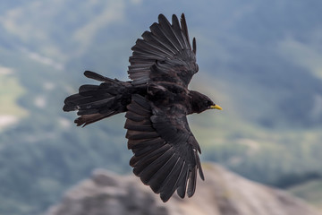 Dachstein Massiv im Sommer