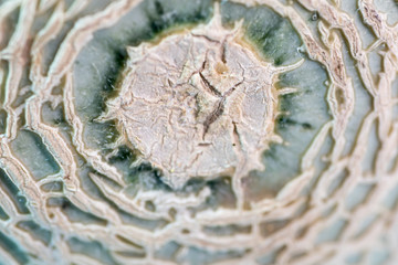 Closed up of Melon skin high magnification
