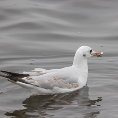 Möwe beim Fischfang