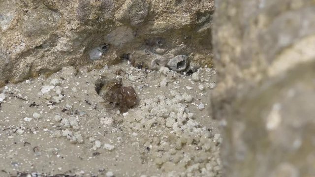 Crab Exits Hole, Begins to Eat, and Runs Back In, 4K