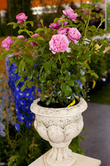 Fototapeta na wymiar Roses in a marble vase
