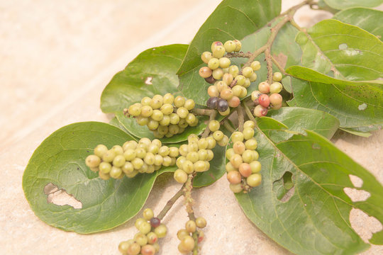 Antidesma thwaitesianum, Antidesma is a genus of tropical plant in the Phyllanthaceae formally described by Linnaeus in 1753.

