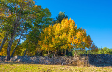 Trees in yellow autumn colors in sunlight