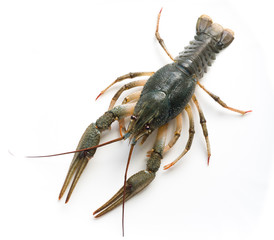 Live crayfish isolated on white background  