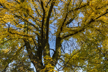Fototapeta premium Yellow-orange maple leaves and blue sky.
