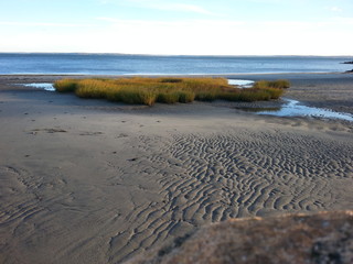 Marsh at the seaside