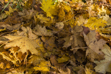 The fallen maple leaves.