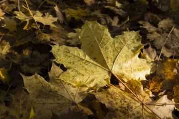 The fallen maple leaves.