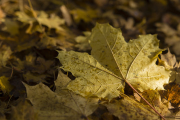 The fallen maple leaves.
