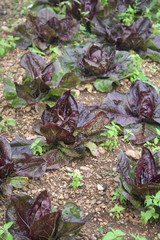 cespi di radicchio nell'orto. coltivazione invernale