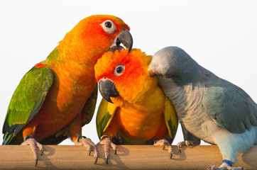 Sun Conure Parrot