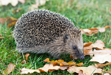 European hedgehog in the autumn © AGA