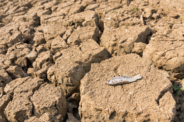 Global warming, Drought.