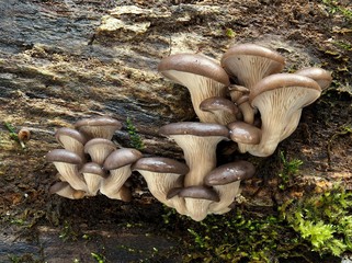 Austern-Seitling oder Austernpilz (Pleurotus ostreatus)