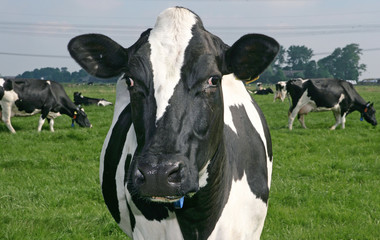 Grazing cows in Dutch meadow. Curious cow looking at you.  Dairy farm Netherlands. 