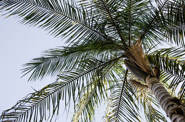 Coconut tree