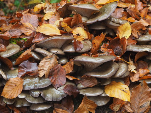 Gelbstieliger Muschelseitlinge, Panellus serotinus