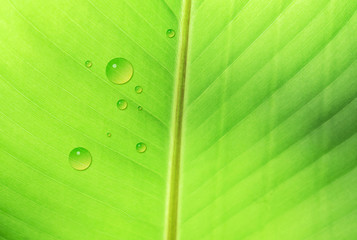 Banana leaf texture with drop of water