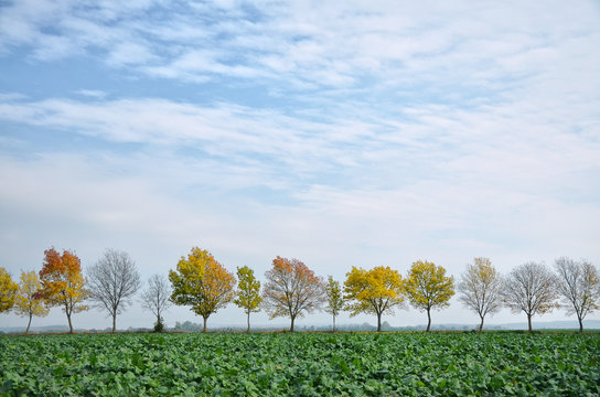 Alley of autumn trees with colorful leafs and beautiful blue sky