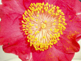 fiori e piante