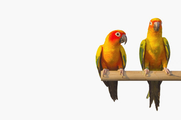 Sun Conure Parrot