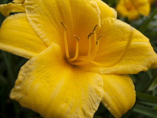 fiori e piante