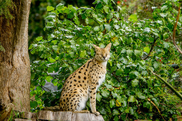 Naklejka na ściany i meble Serval cat (Felis serval) in the natural environment
