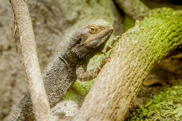 Bearded dragon lizard
