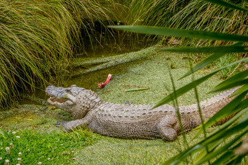 alligator on natural background