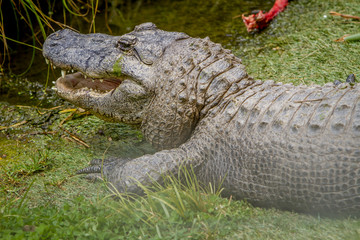 Fototapeta premium alligator on natural background