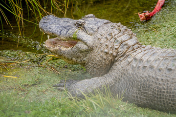 alligator on natural background